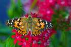 American Painted Lady butterfly on Penta-a subtropical plant that butterflies love to feed on Art Print